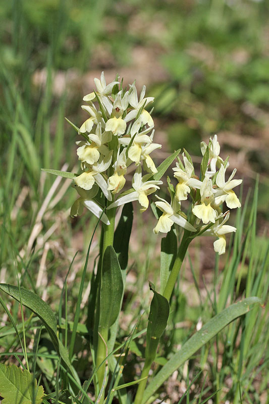 Altra orchidea da determinare