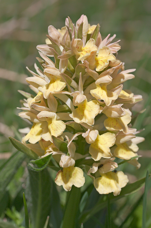 Dactylorhiza sambucina da confermare