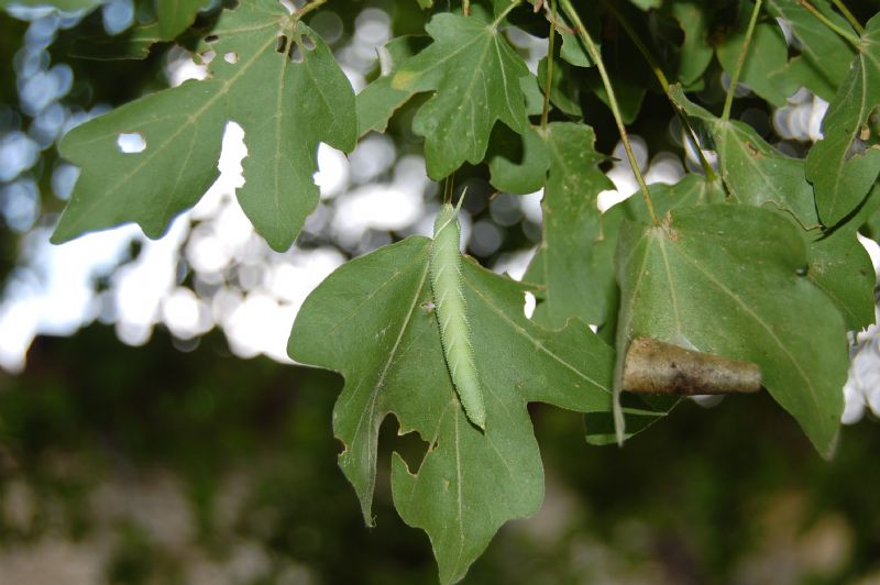 Aiuto identificazione 3 bruchi