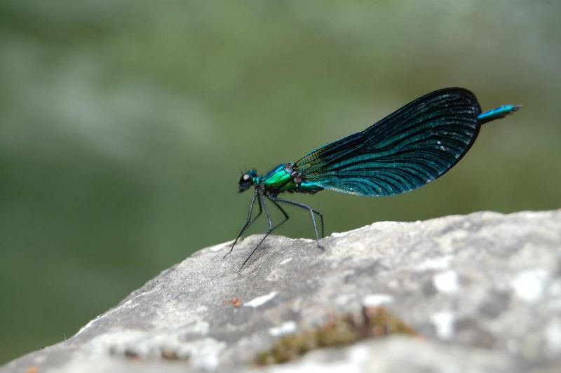 ID libellula: Calopteryx virgo meridionalis