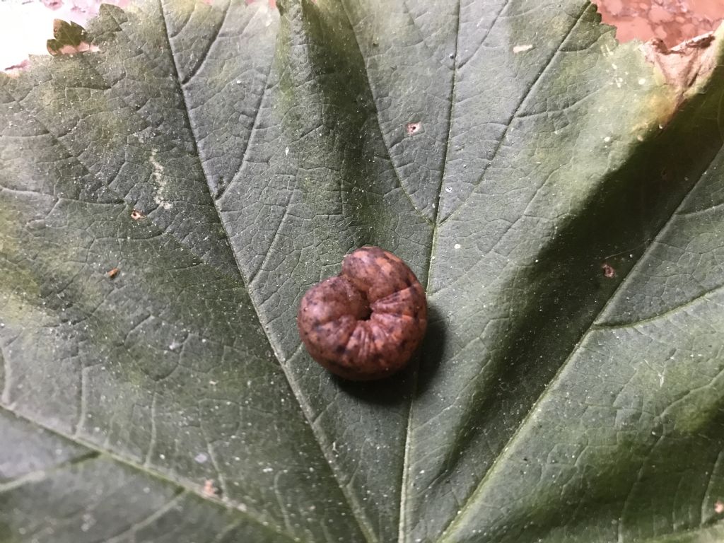 Bruco da identificare - Mniotype solieri (cfr.), Noctuidae