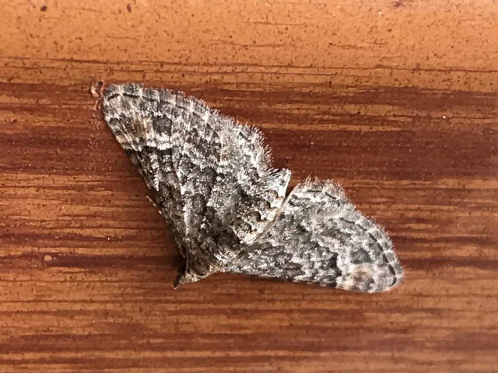 Falena da identificare - Gymnoscelis rufifasciata, Geometridae