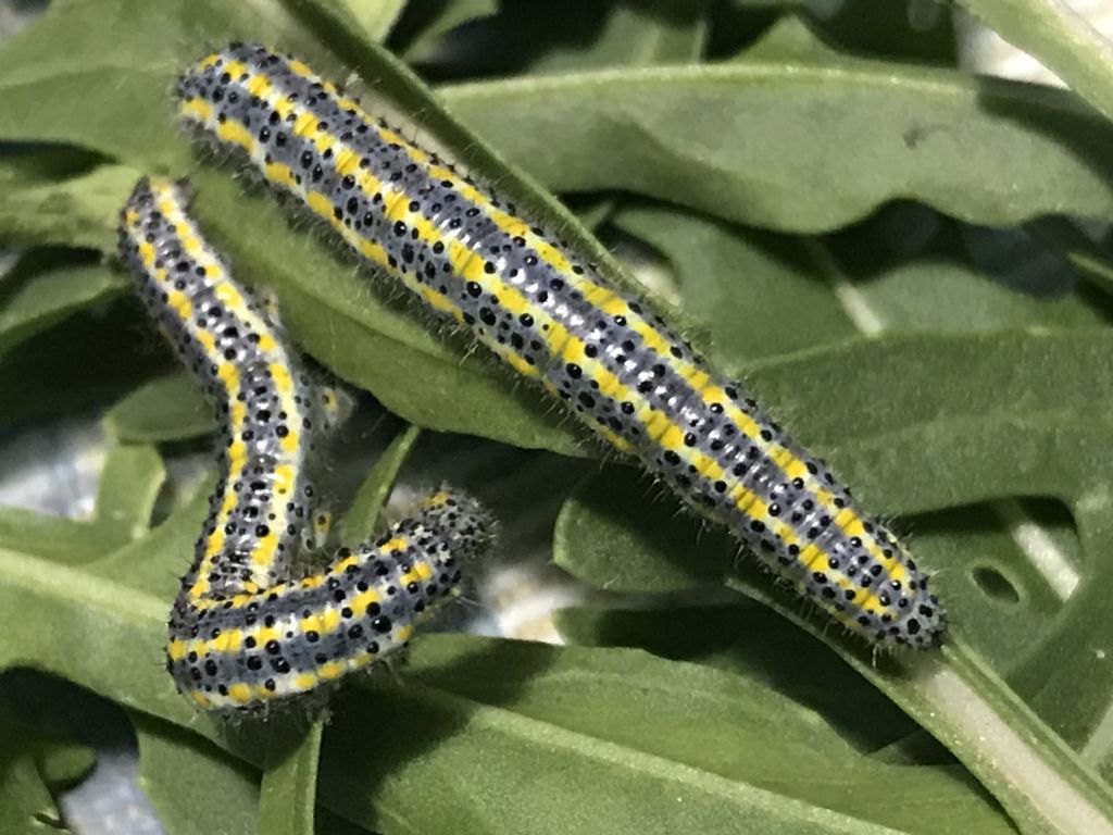 Aiuto identificazione larva: Cucullia verbasci?