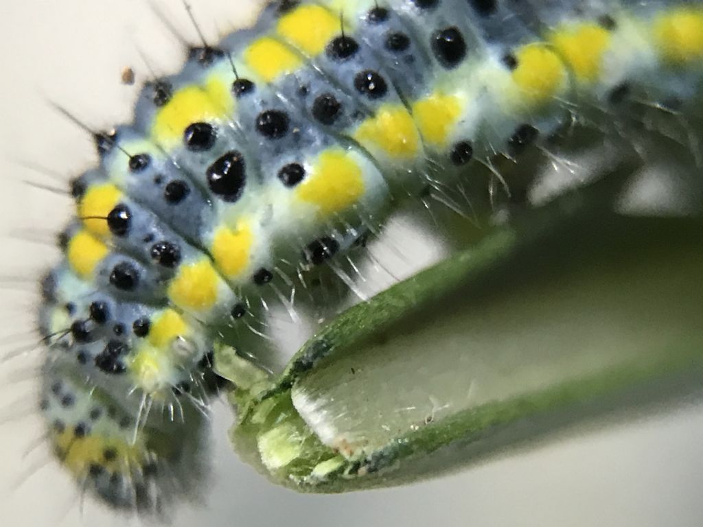 Aiuto identificazione larva: Cucullia verbasci?