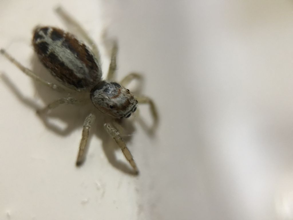 Salticidae da identificare