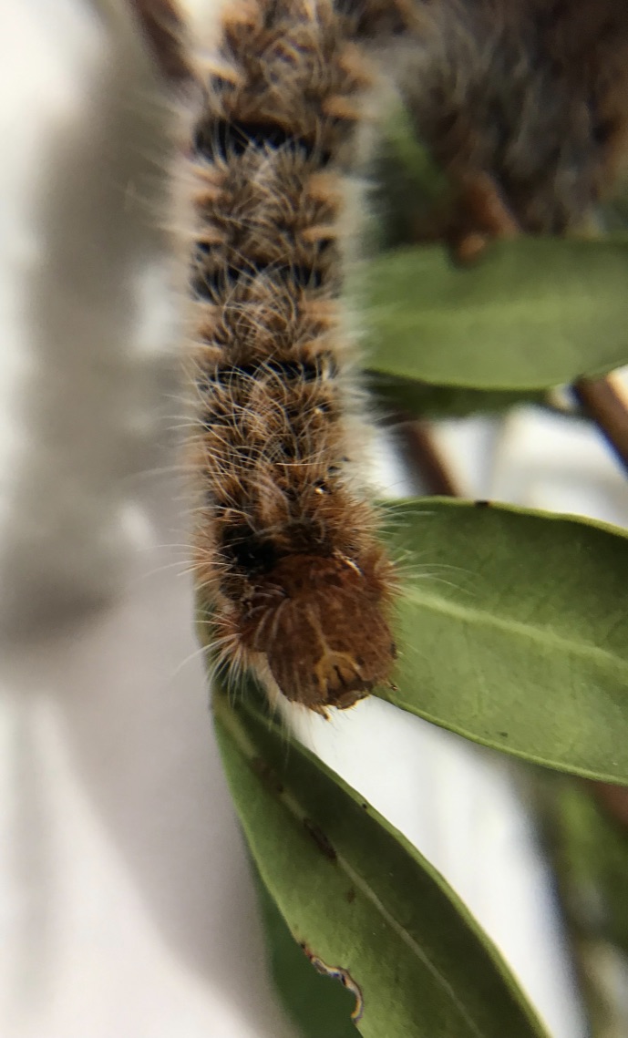 Aiuto ID Falena:  Lasiocampa (Lasiocampa) quercus - Lasiocampidae