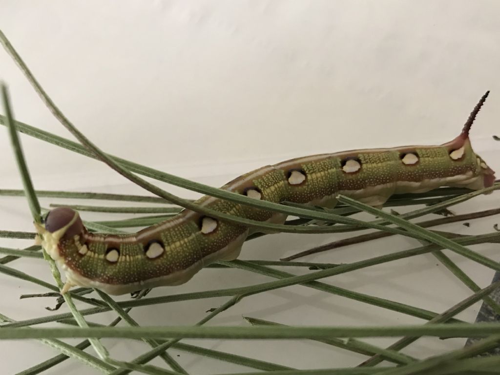 Larva di Sphingidae?  S, di Hyles livornica