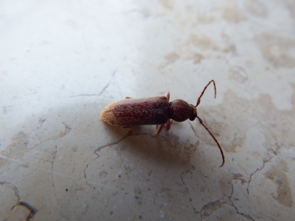 Trichoferus spartii, Cerambycidae