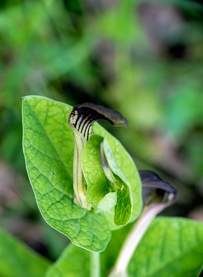 Aristolochia rotunda