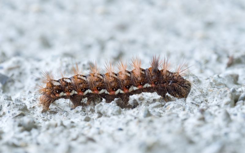 Acronicta rumicis