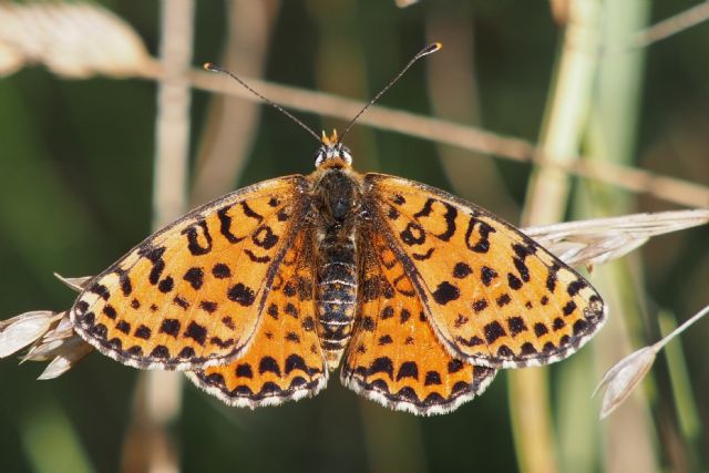 Farfalla da id per favore... - Melitaea didyma