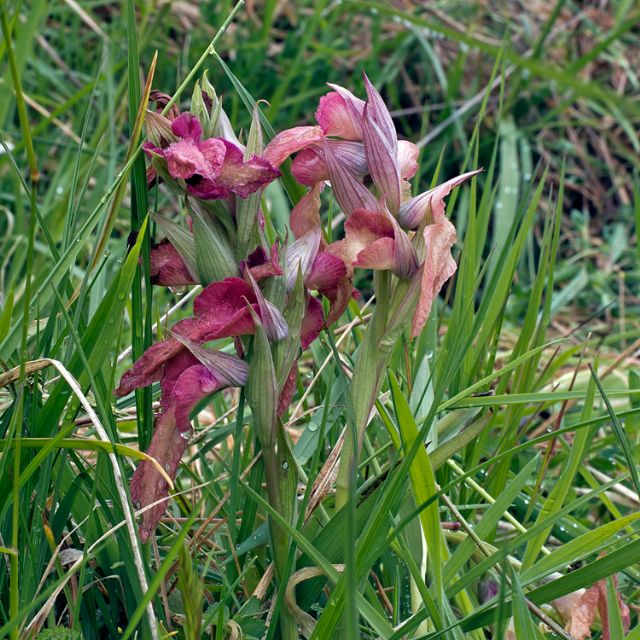 Orchidea - Serapias neglecta