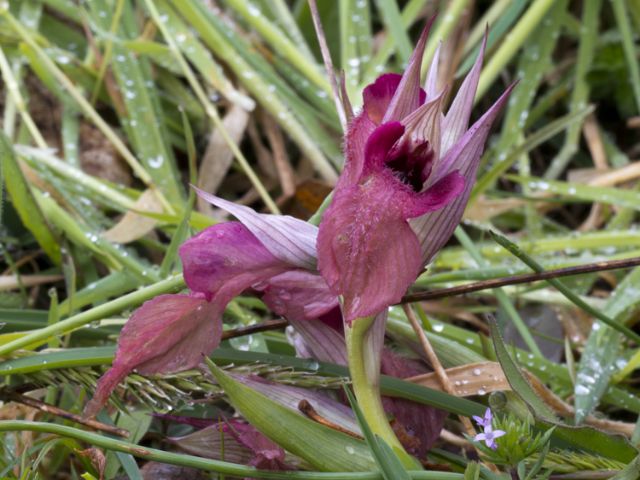 Orchidea - Serapias neglecta