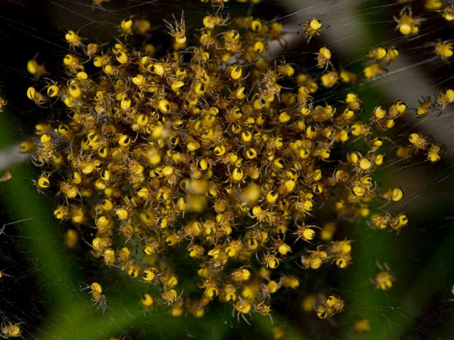 Giovanissimi Araneus sp. - Lunigiana