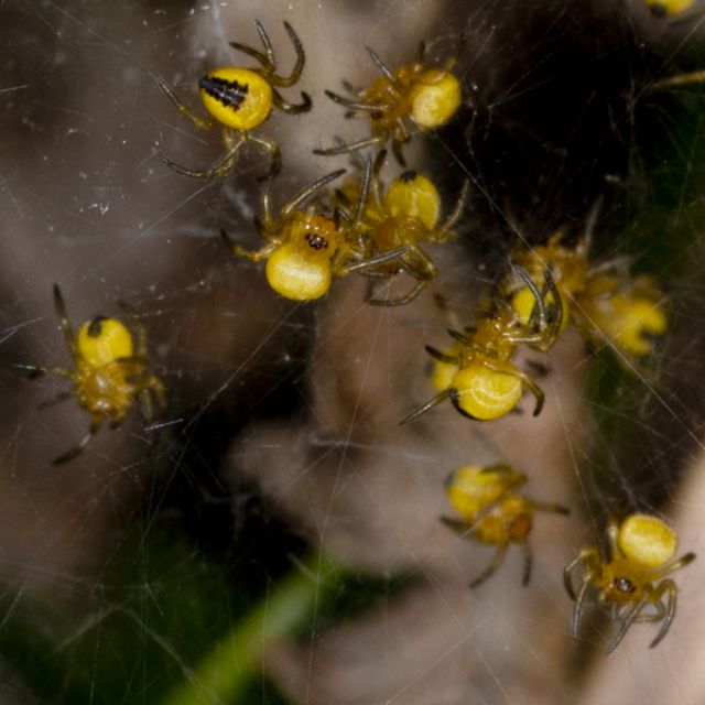 Giovanissimi Araneus sp. - Lunigiana