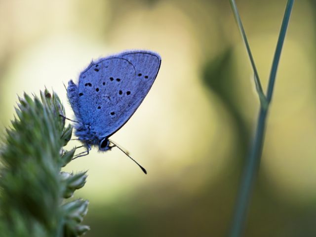 Farfallina blu - Cupido (Everes) alcetas