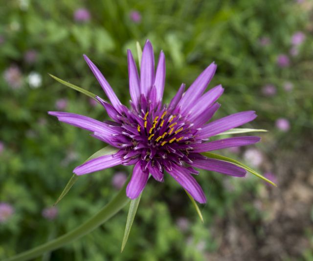 Tragopogon porrifolius