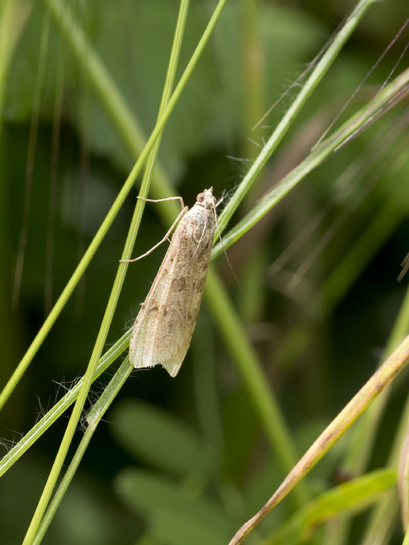 Possibile identificare? Nomophila noctuella