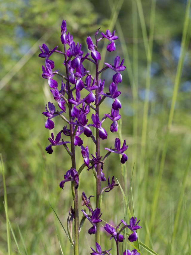 Anacamptis laxiflora