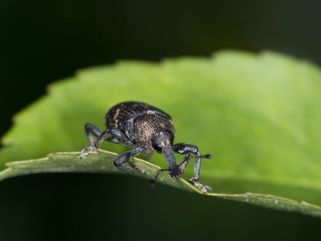 Weevil. Possibile determinare? - Hylobius cf. abietis