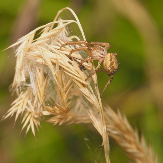 Xysticus sp. - Lunigiana, Massa Carrara