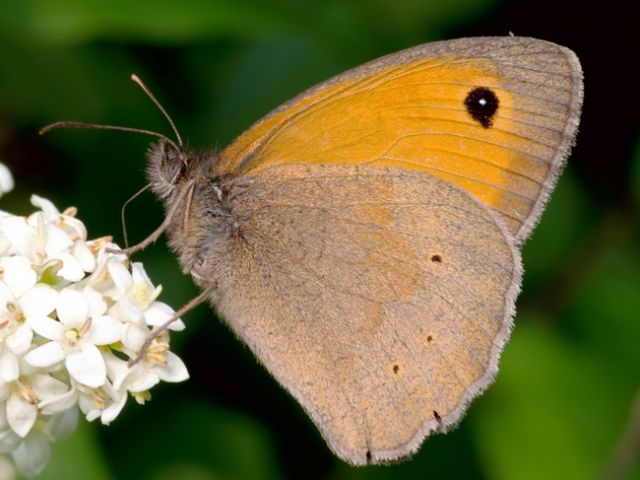 Farfalla da determinare per favore - Maniola jurtina