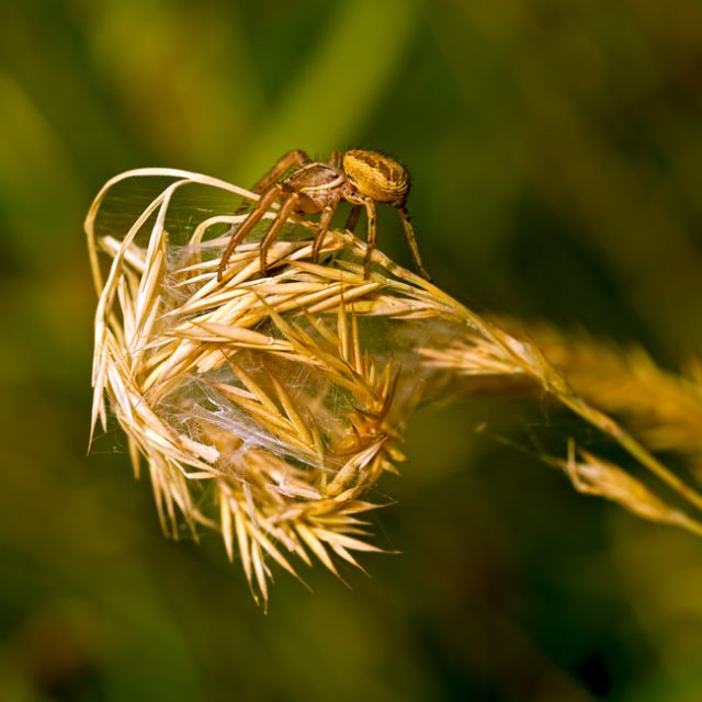 Xysticus sp. - Lunigiana, Massa Carrara