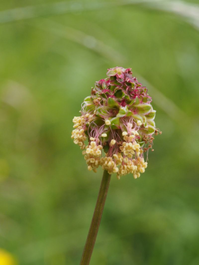 Lunigiana, MS. - Sanguisorba minor