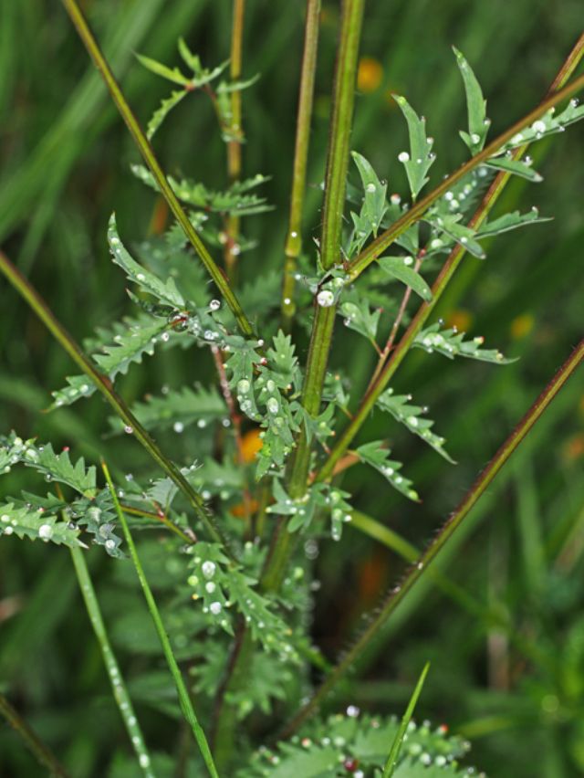 Lunigiana, MS. - Sanguisorba minor