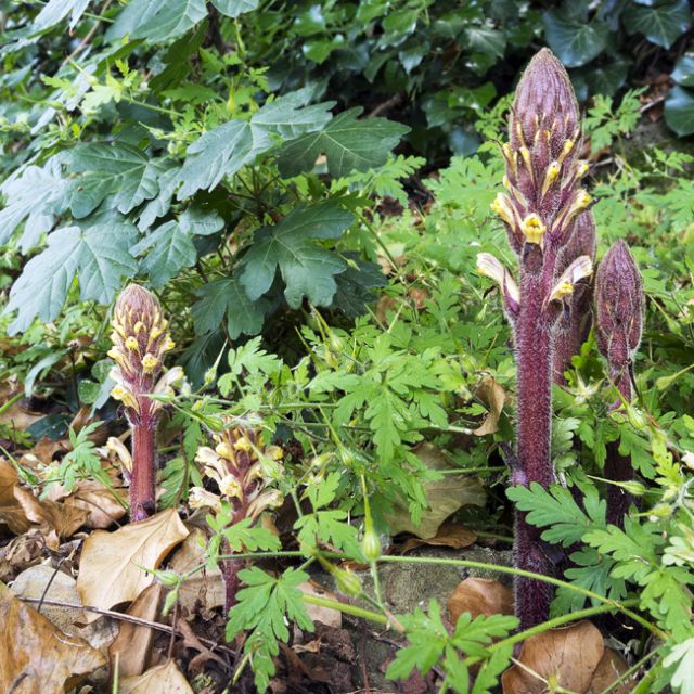 Orobanche hederae / Succiamele dell''edera