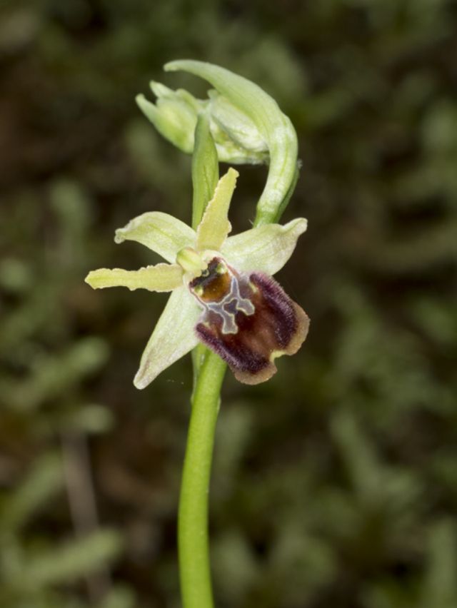 Ophrys sphegodes