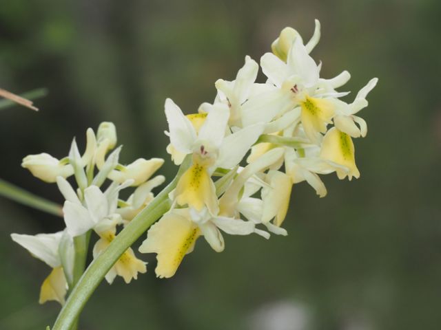 Orchis pauciflora