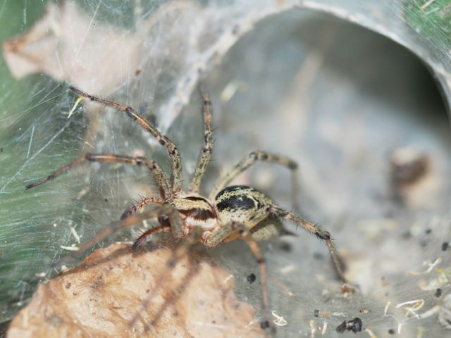 Agelena labyrinthica - Lunigiana (SP)