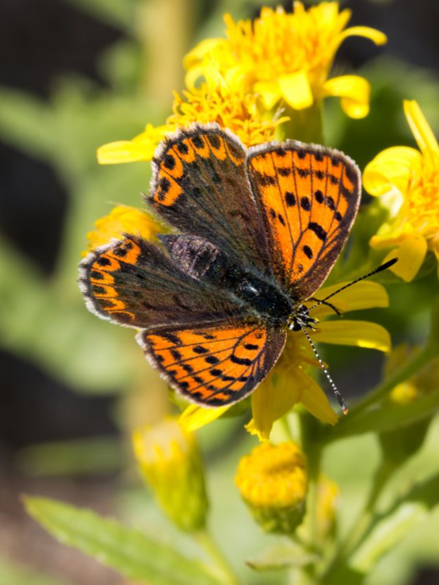 Da determinare per favore - Lycaena tityrus, Lycaenidae