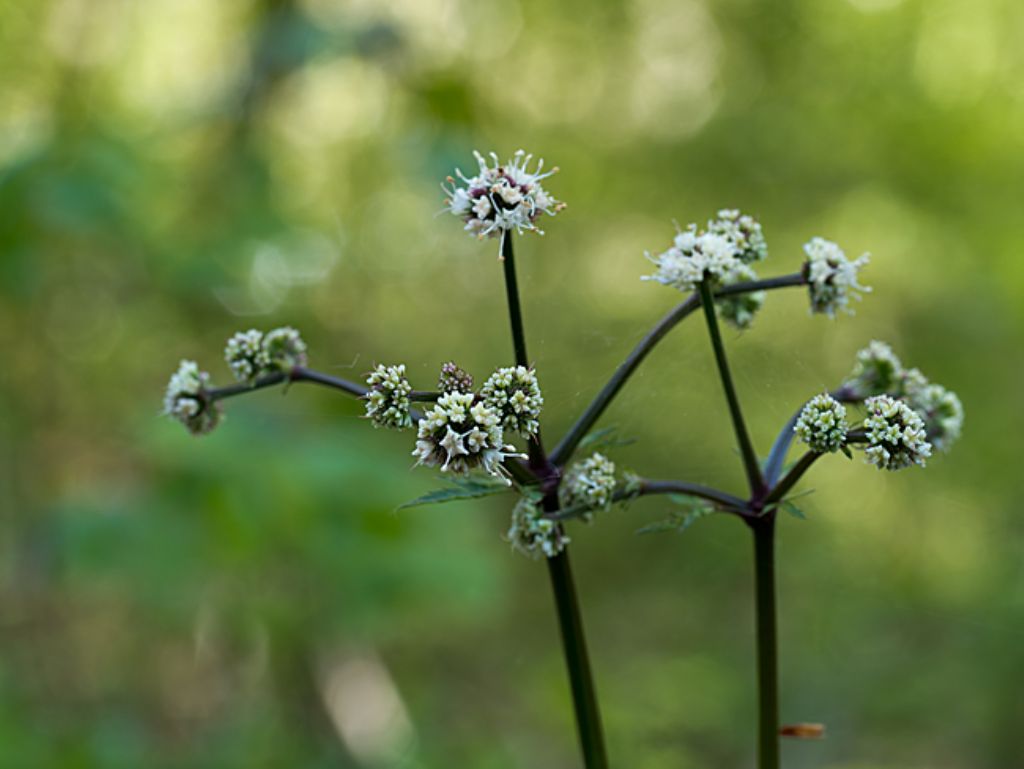 Sanicula europaea / Erba fragolina