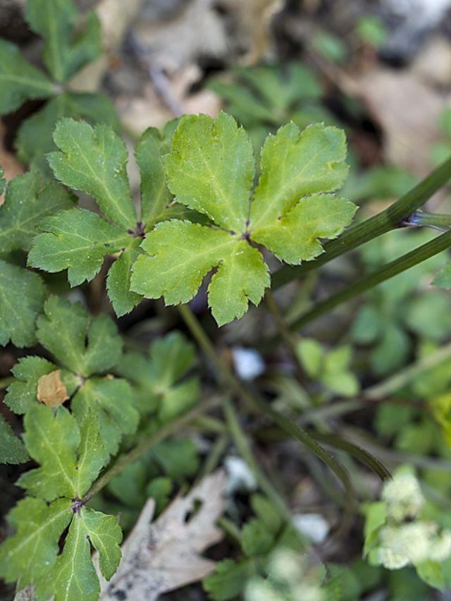 Sanicula europaea / Erba fragolina