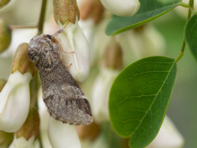 Possibile identificare? Drymonia dodonaea