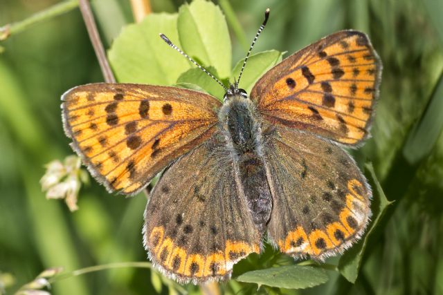 Possibile identificare? Lycaena tityrus