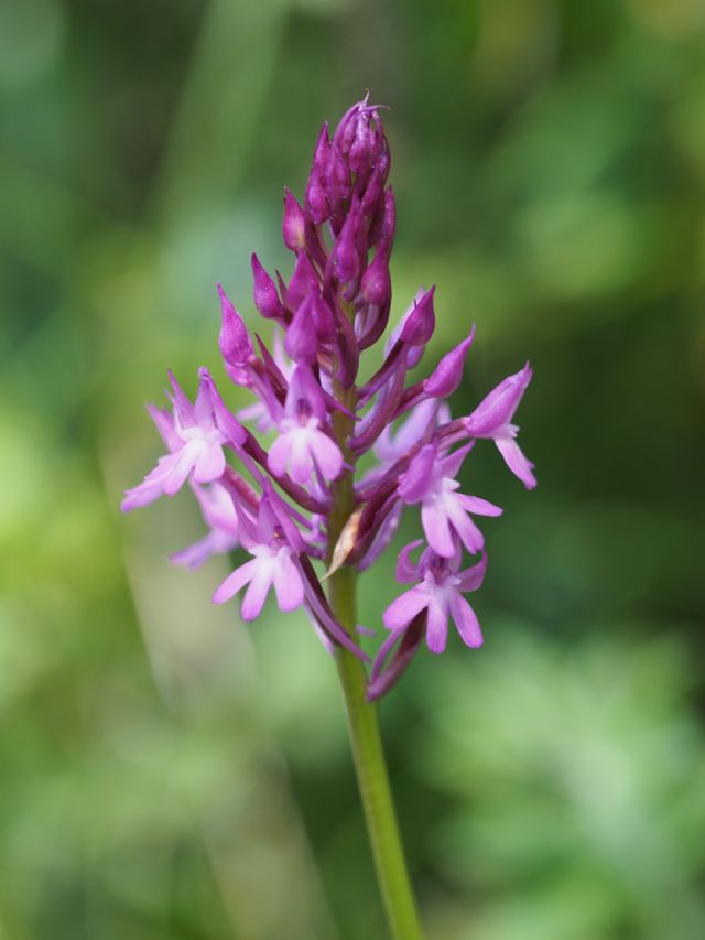 Lunigiana - Anacamptis pyramidalis