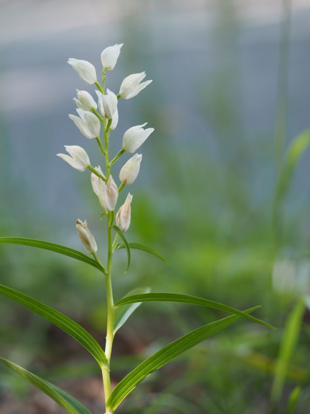 Lunigiana - Cephalanthera longifolia