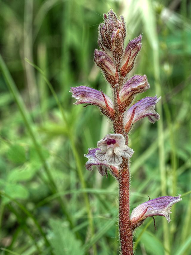 Orobanche minor / Succiamele minore