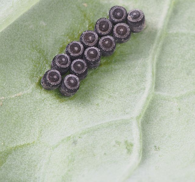 Possibile dire cose sono....? S. uova di Eurydema sp. (Pentatomidae)