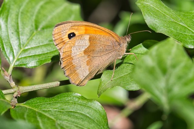 Possibile id? Maniola jurtina - Nymphalidae