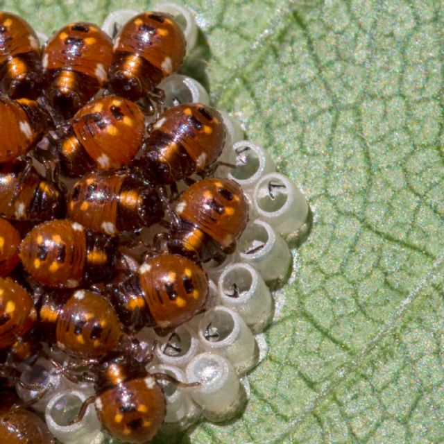 Possibile sapere cosa saranno...da grande?  Nezara viridula (Pentatomidae)