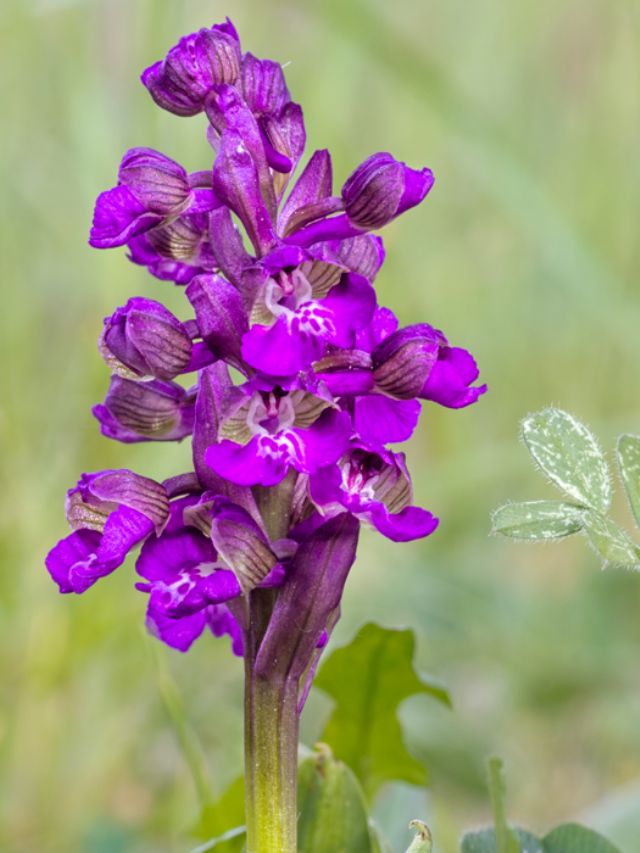 Anacamptis morio