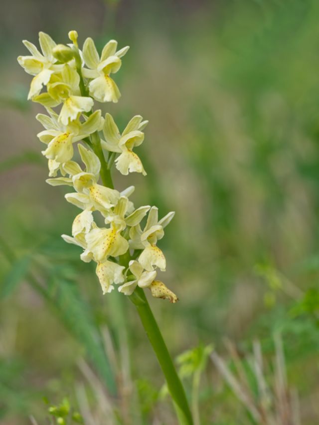 Orchidea gialla - possibile determinare?