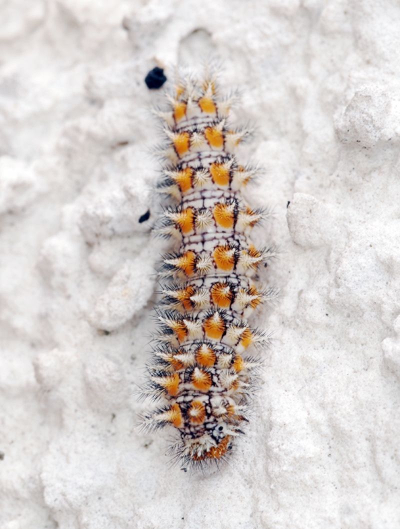 Da determinare x favore - Melitaea didyma, Nymphalidae