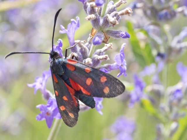 La farfalla un po dimenticata... - Zygaena (Zygaena) transalpina, Zygaenidae