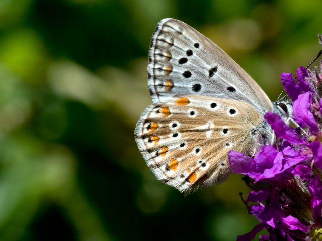 Altra farfalla - Polyommatus cfr. coridon, Lycaenidae