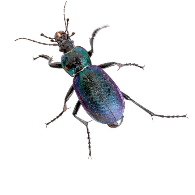 Carabus violaceus picenus